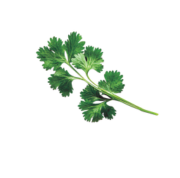 Salsa Verde